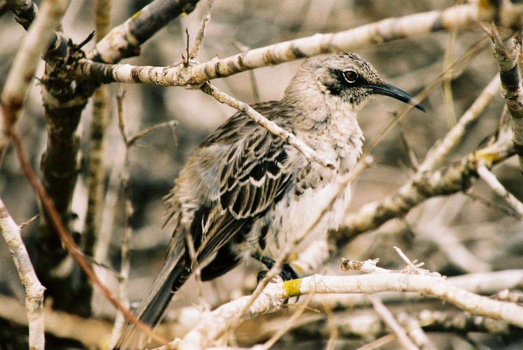 Ecuador en  Galapagos deel&nbsp;1