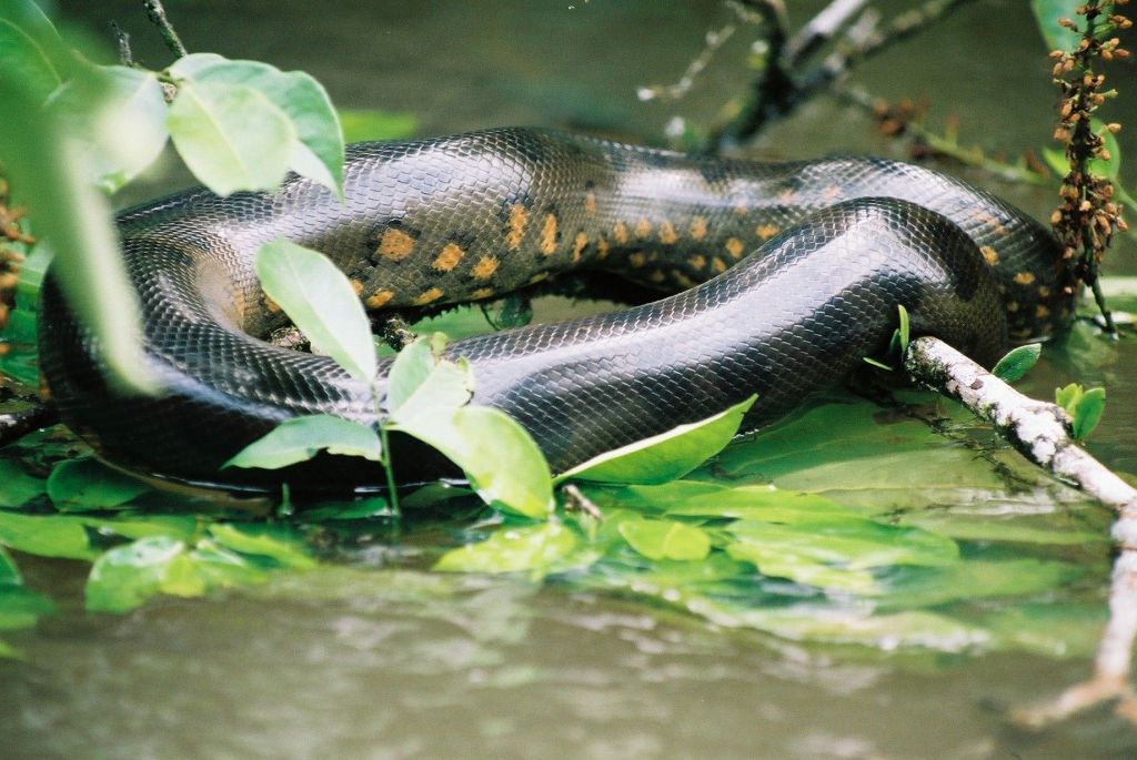 Het onvergetelijke Cuyabeno N.P Part&nbsp;2