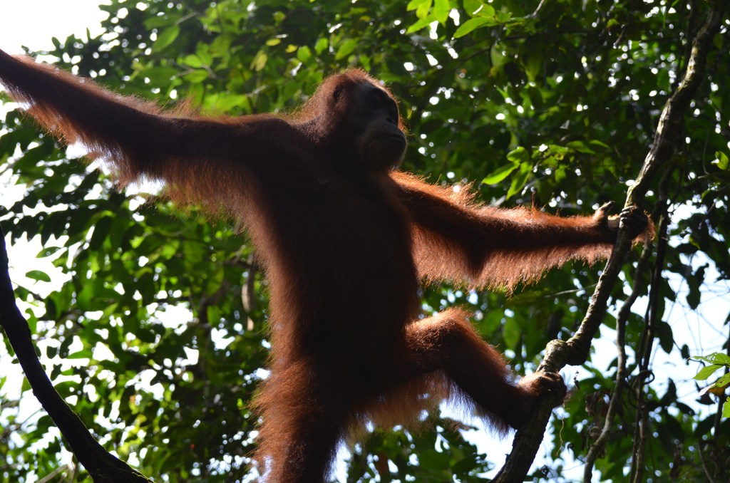 Laatste dagen op&nbsp;Sumatra