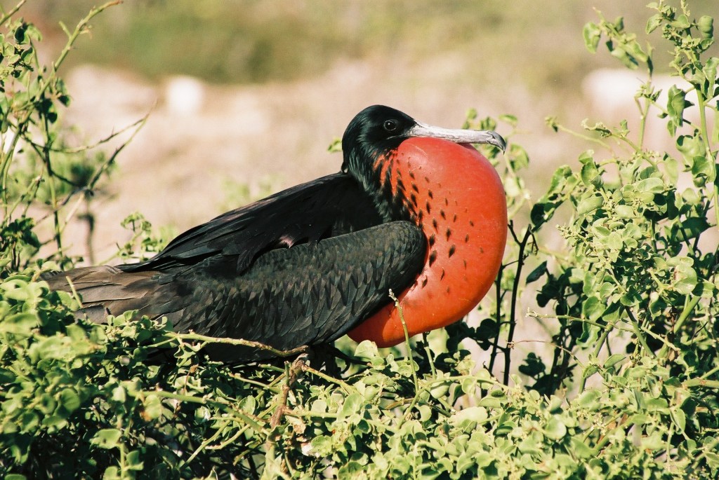 Ecuador en Galapagos deel&nbsp;3