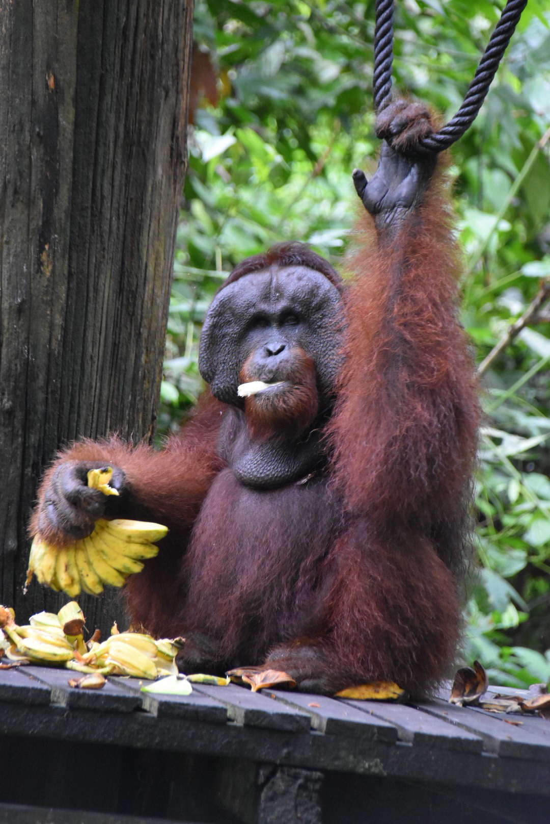 Orang oetan, Borneo, Maleisië