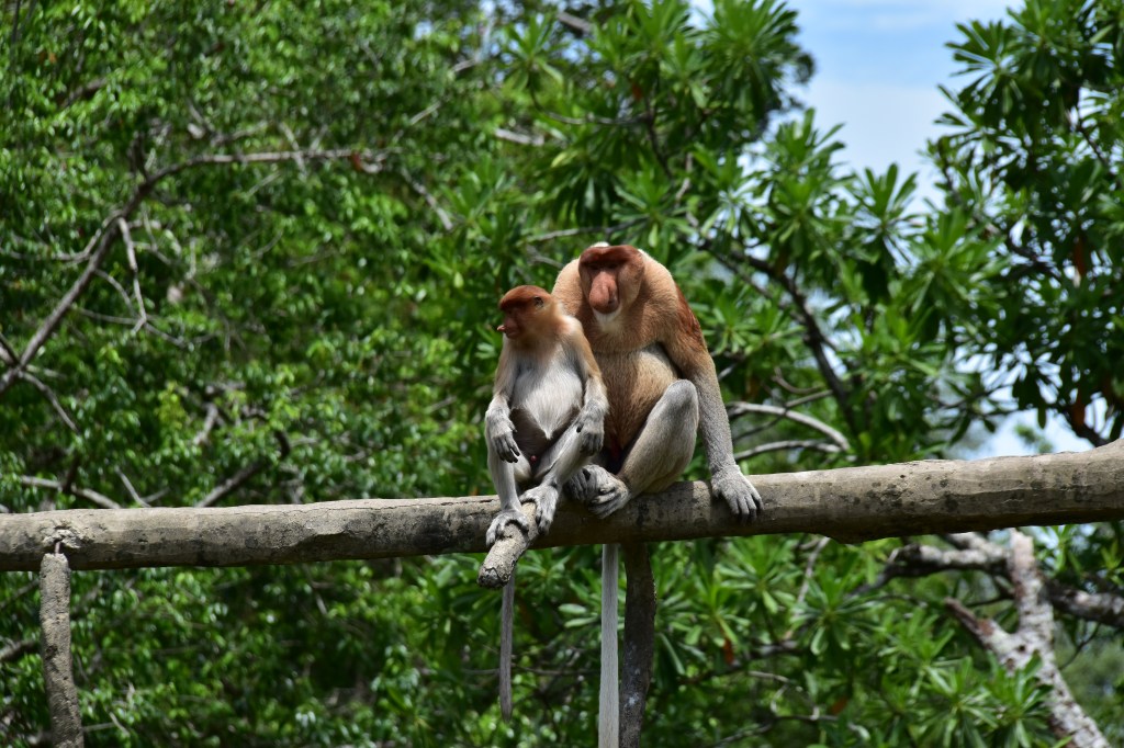Neusapen, orang Belanda,&nbsp;Borneo