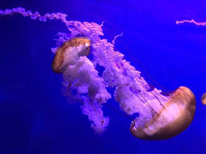 Valencia Oceanografic