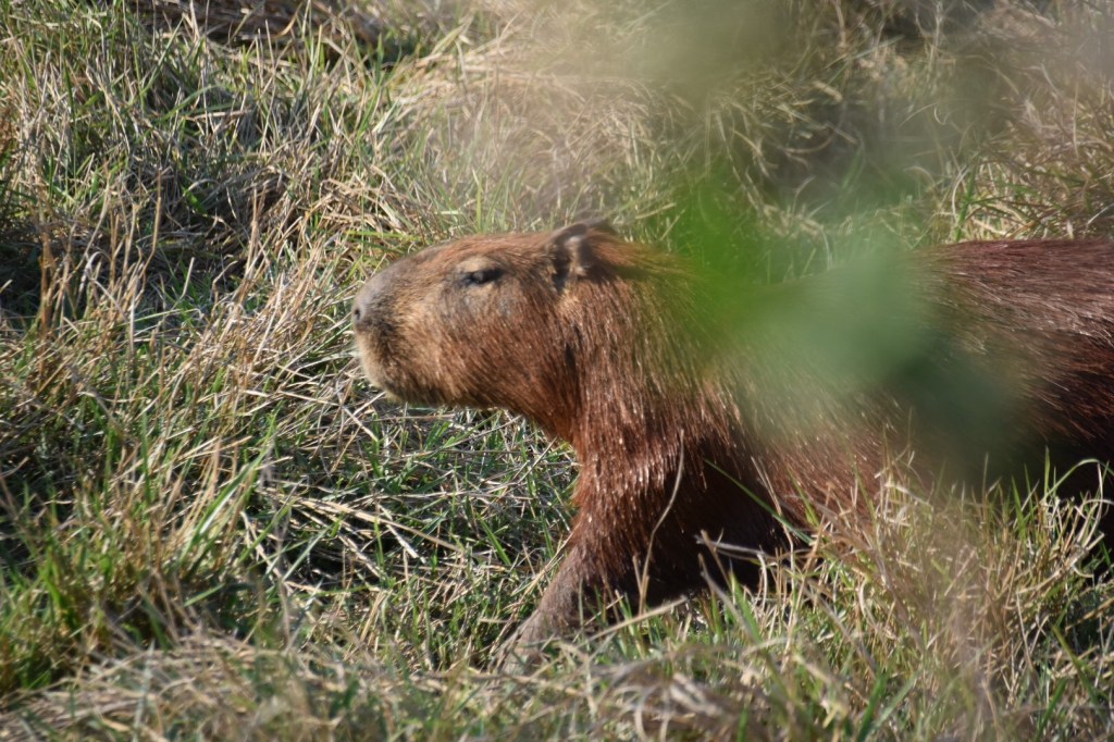 Heerlijk tussen de&nbsp;beesten