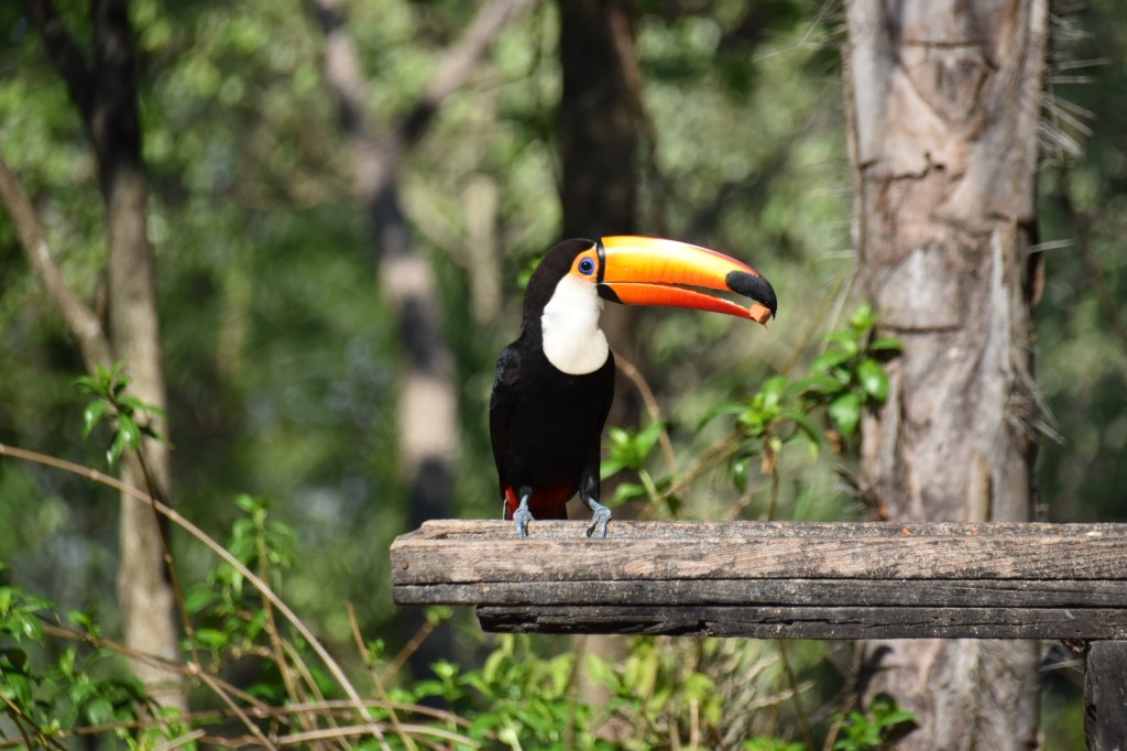 VLOG: onderweg naar Fazenda Baia&nbsp;Grande