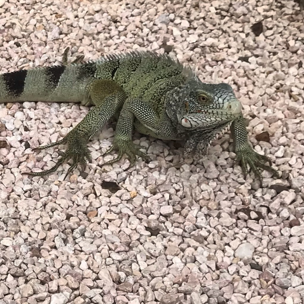 VLOG: strand, leguaan en&nbsp;autorit