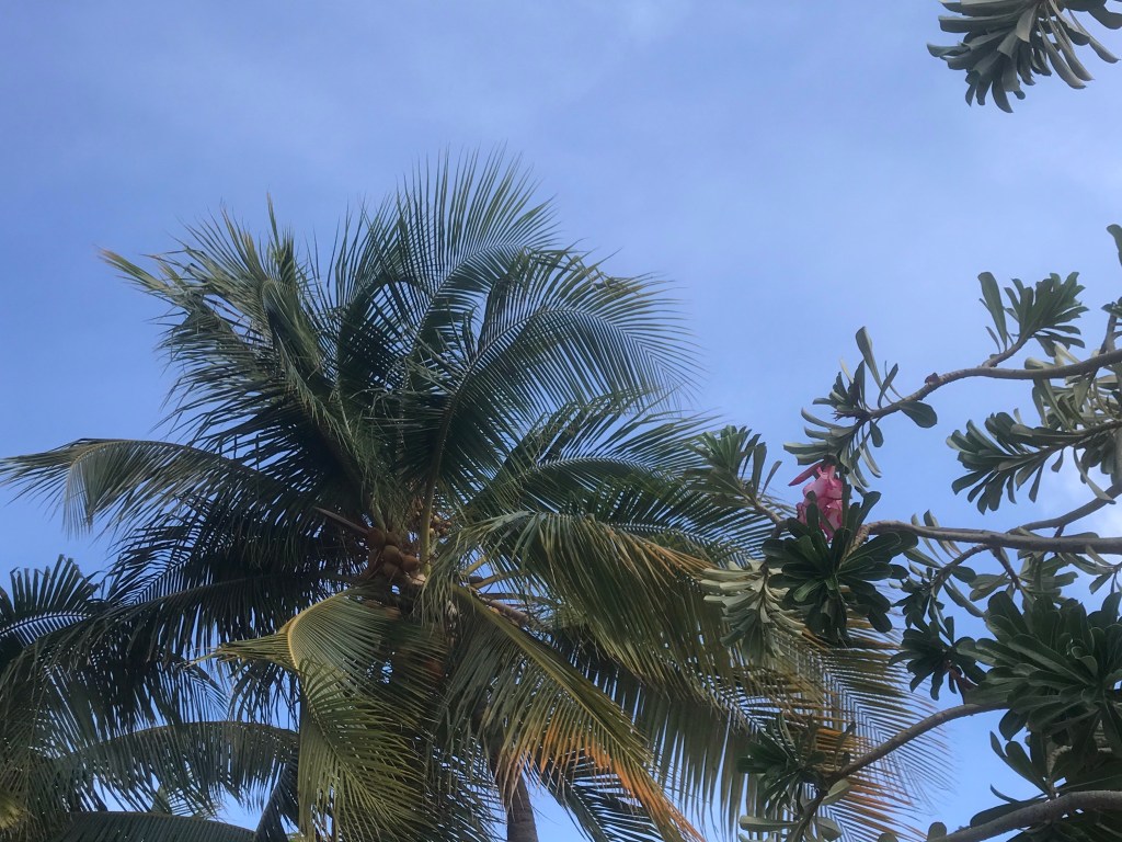 Vlog: rondleiding met in de hoofdrol een&nbsp;leguaan.