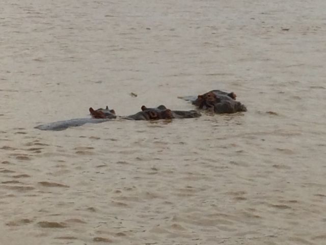 Tussen de Hippo’s….