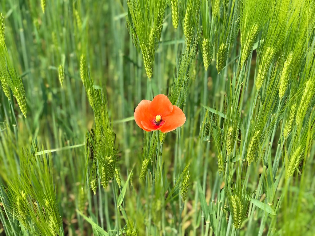 Wandelroute ’t Pad van Zus,&nbsp;Garderen
