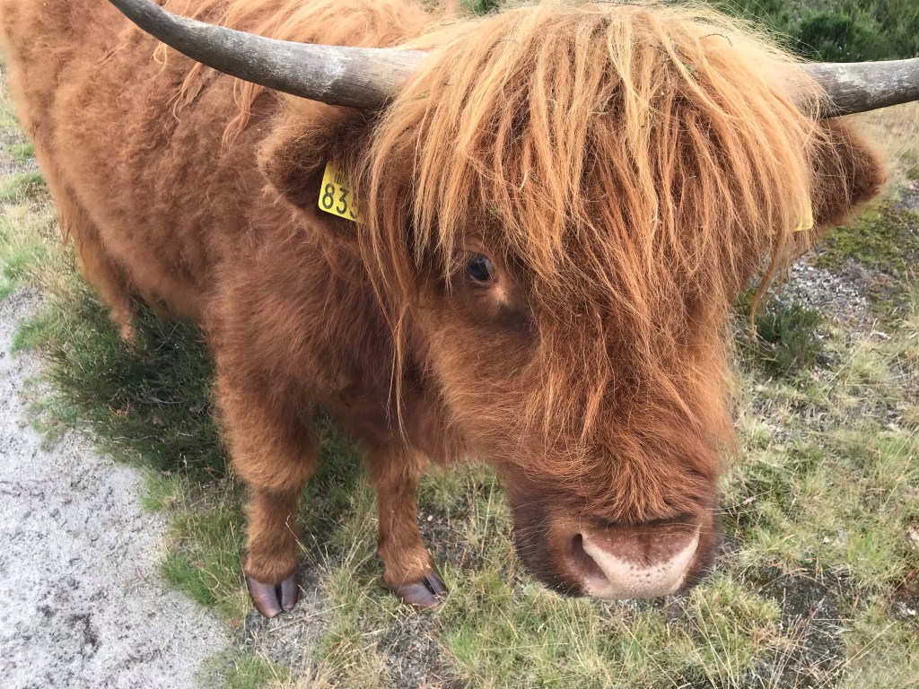 Takkenhoogte / Meeuwenveen
