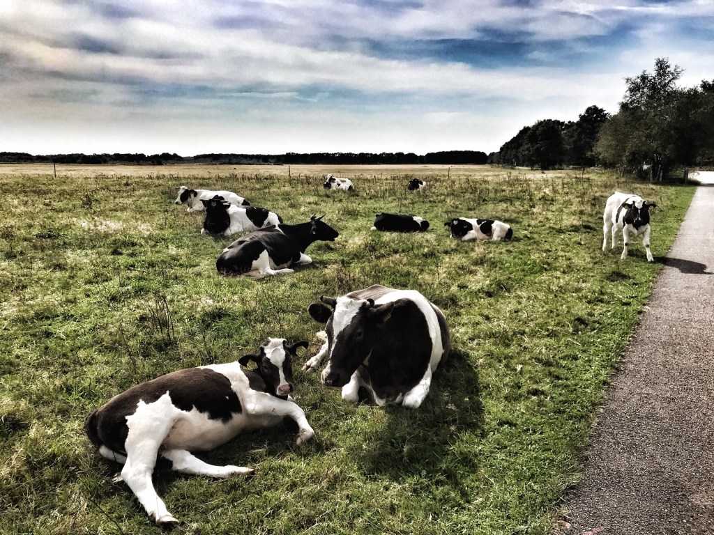 Jeneverbesroute Mantingerveld