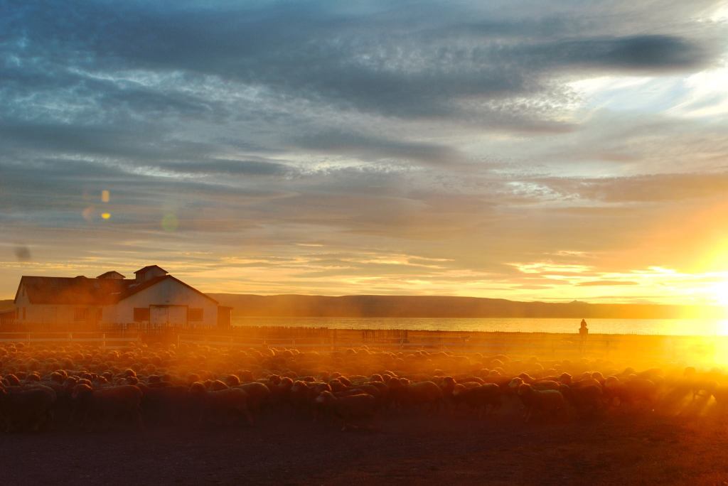 2008: 36 DAGEN PATAGONIË EN PAASEILAND,&nbsp;FESTIVALREIS