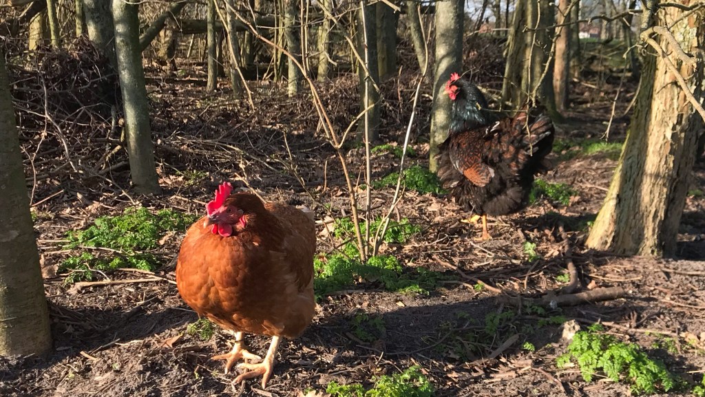 Klompenpad Pelserpad