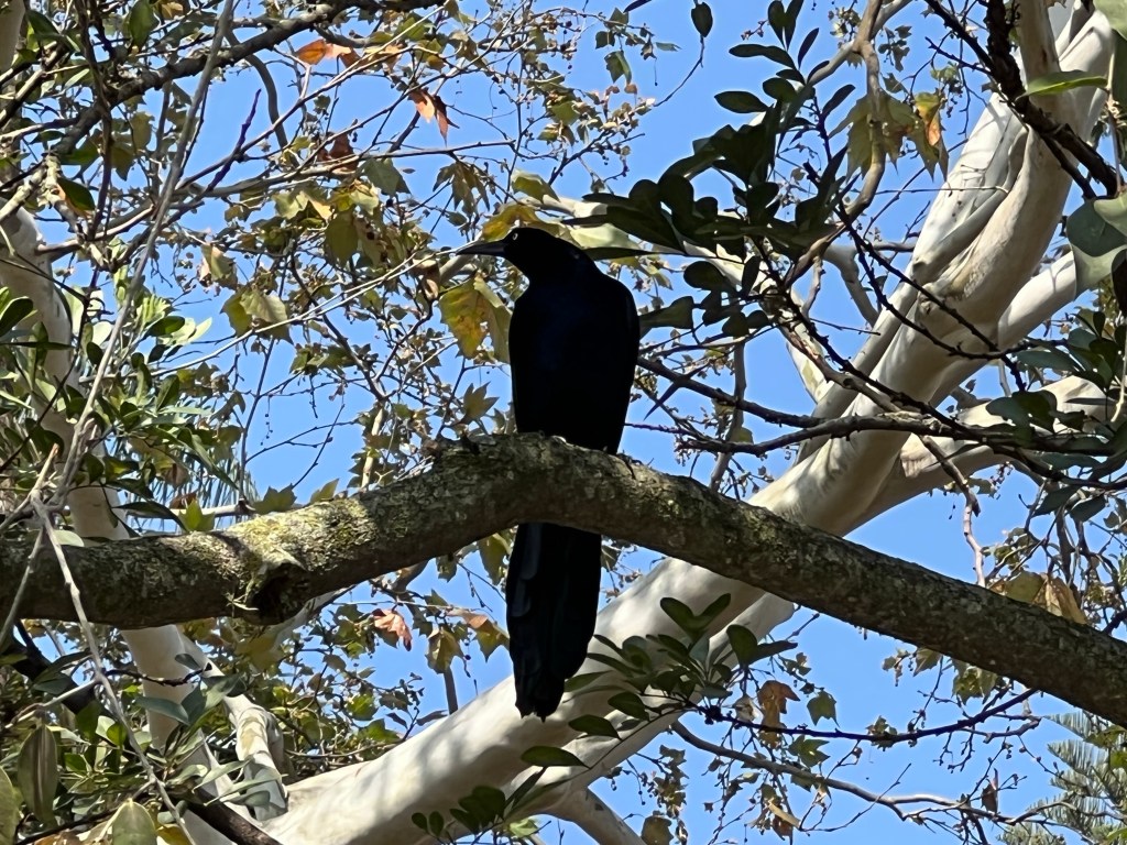 Vlog: en alweer door naar&nbsp;Xalapa