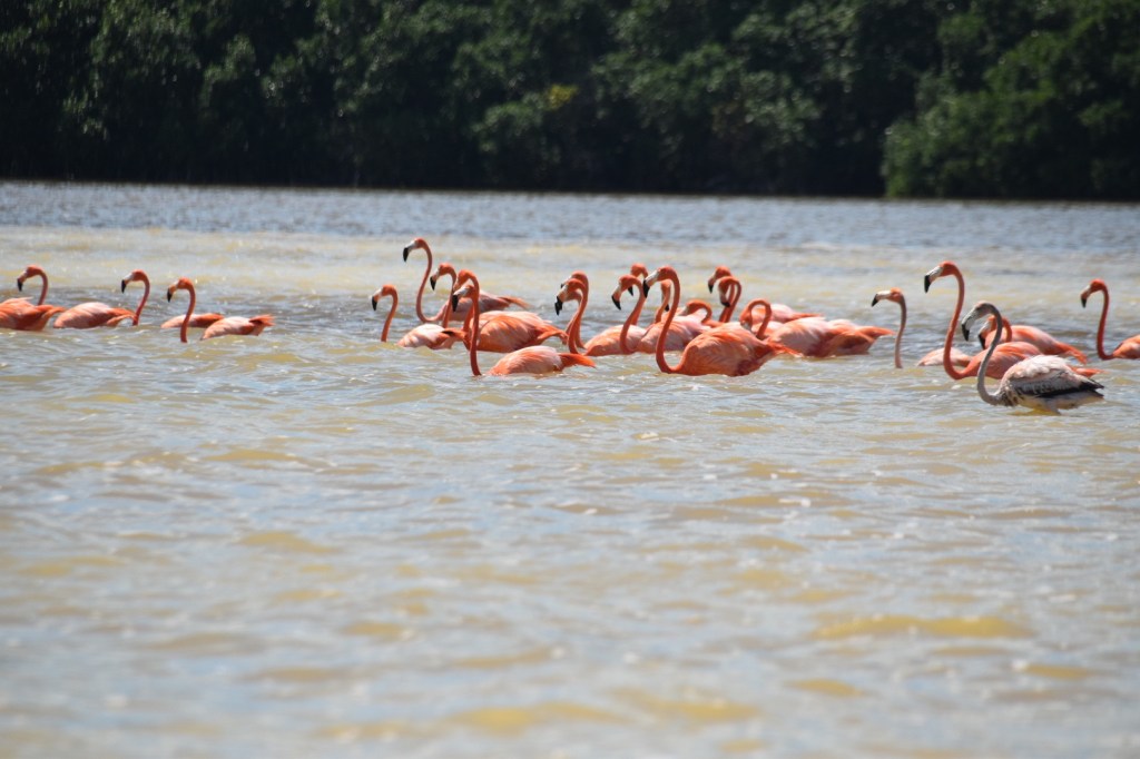 Vlog: flamingo’s, flamingo’s