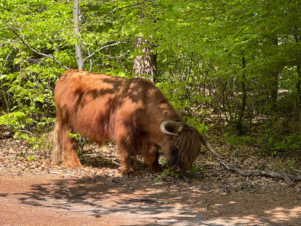 Supergave wandeling. Lappendeken en de&nbsp;Posbank