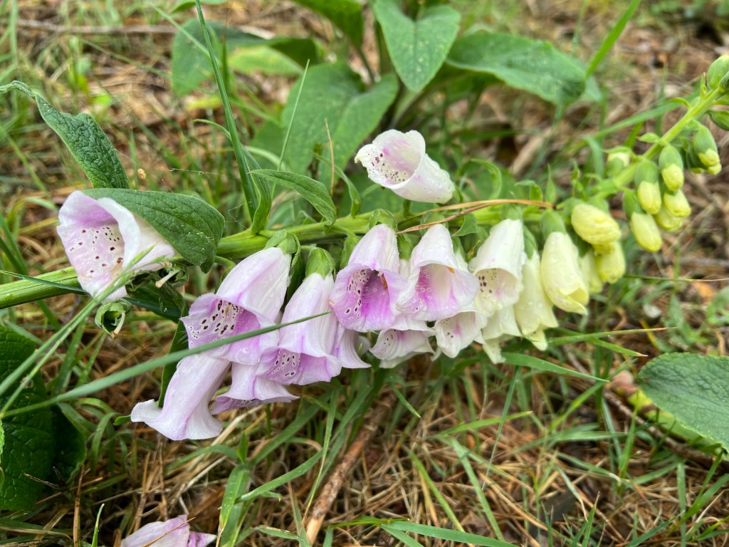 Boswachterspad Kootwijk