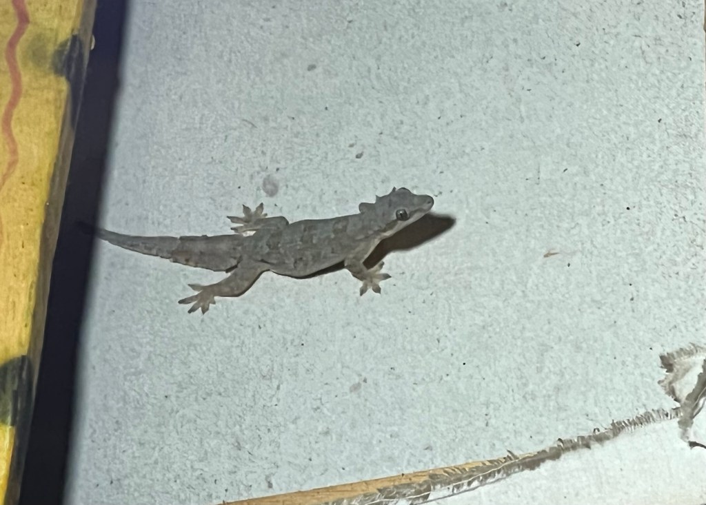 Vlog en blog: scooteren in Singaraja, Lovina&nbsp;beach