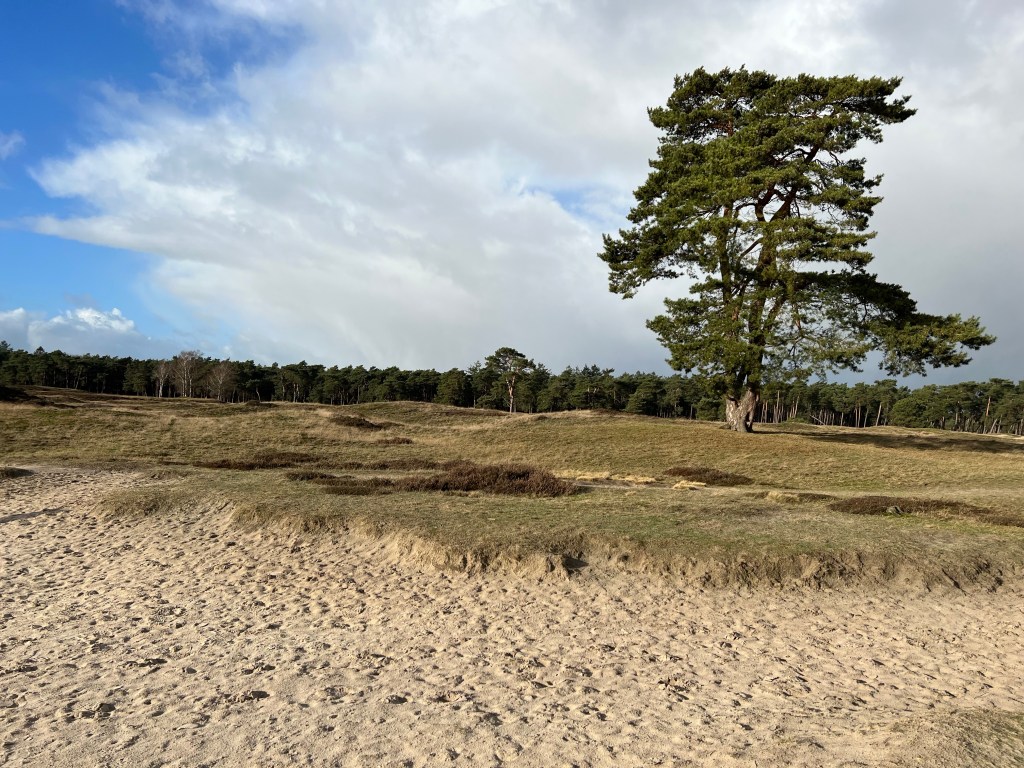 Bornia & Heidestein&nbsp;wandelroute